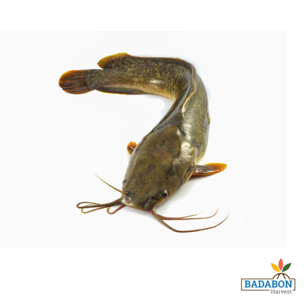 Magur Fish - মাগুর মাছ 500gm