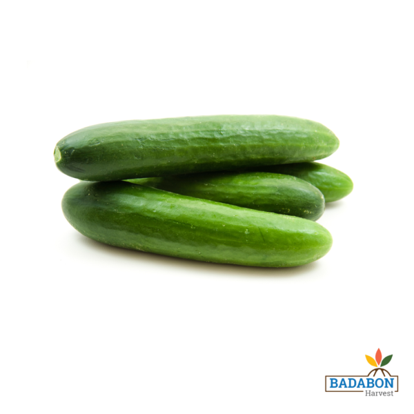 Cucumber - শশা