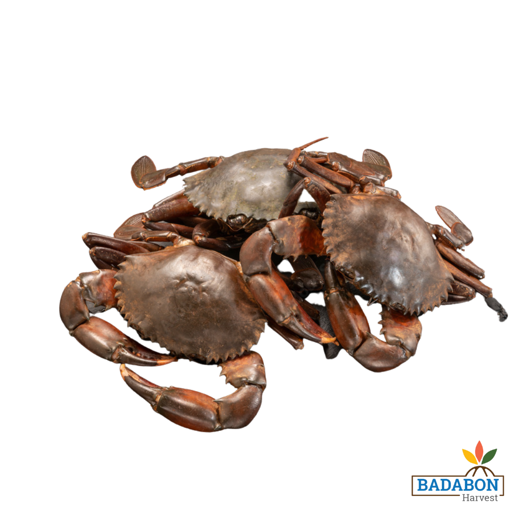 Mud Crab - কাঁকড়া