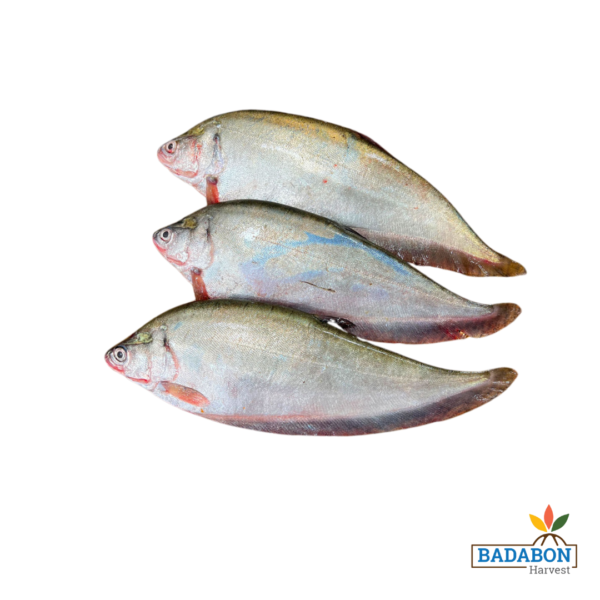 Folui Fish - ফলুই মাছ