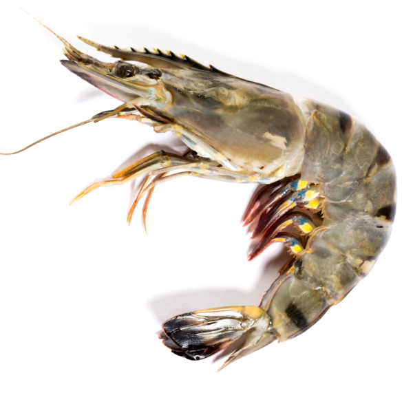 Black Tiger Shrimp Medium / বাগদা চিংড়ি মাঝারি- 500 gm